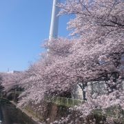 素晴らしい桜の名所
