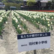 羽村市のちゅうりっぷ祭りに行きました