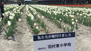 羽村市のちゅうりっぷ祭りに行きました