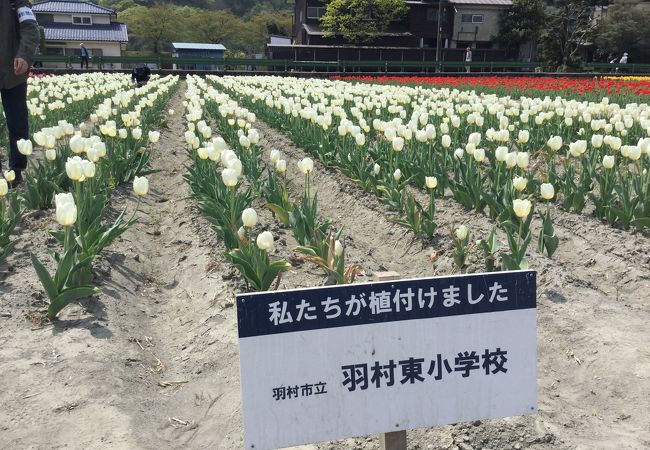 羽村市のちゅうりっぷ祭りに行きました