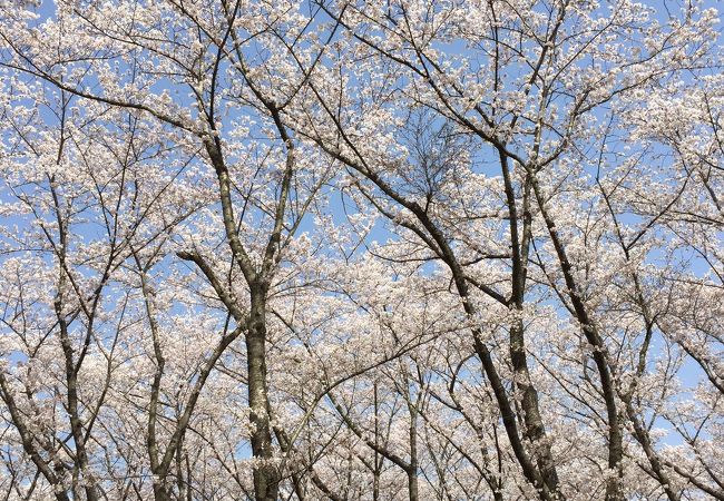 播磨中央公園さくらまつり 