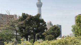 4月上中旬はまだ藤は早いです