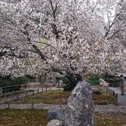 市内で一番遅い桜の名所