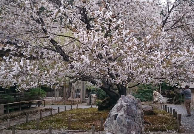 市内で一番遅い桜の名所
