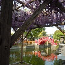 亀戸天神社