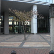 日本大学開校の地の石碑と目白通りの東側の建物の様子です。