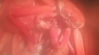 ガンガン蟹を食べれます。