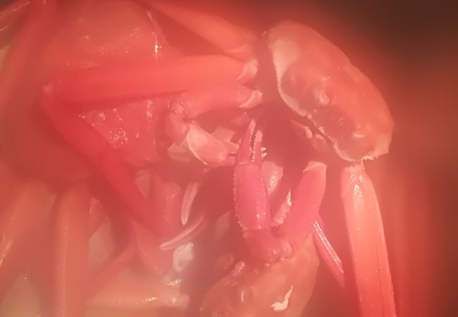 ガンガン蟹を食べれます。