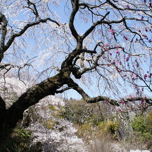 桜の木は残っていましたが・・・