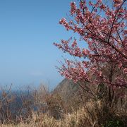 早咲きの桜と海と富士山
