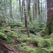 苔の緑が美しい