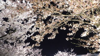 夜桜もきれい さくら広場 2018