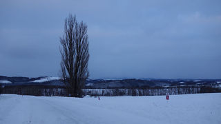 冬も人気のケンメリの木