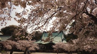 桜が満開でした