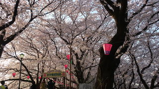 やっぱり桜でしょう