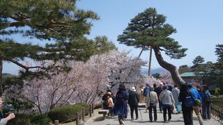 桜がきれいな場所は3ヶ所あります。とてもきれいです。