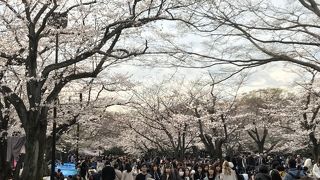 花見客でいっぱい