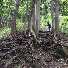 木の根っこをひたすら登ります。