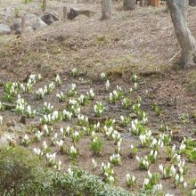 六甲高山植物園内のミズバショウ