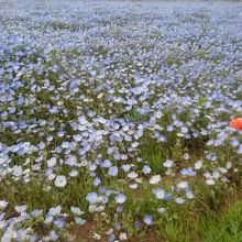 1輪だけ違う花が咲いてた場所