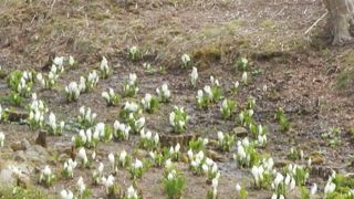 六甲山上にある高山植物を中心とした植物園