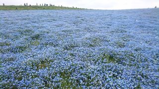 満開のネモフィラとスイセン