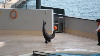 イルカのショーがステキな
