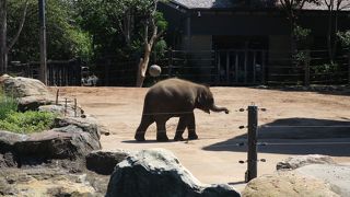 オーストラリアの動物たちに会えます