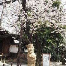 ３月２９日は散り初めでした