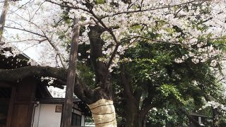 桜目当てです
