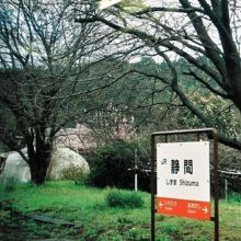 静間駅駅名標と桜の木。