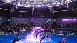 桜を楽しみに！？アクアパークへ