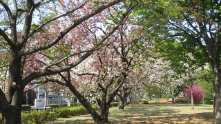 まだ、桜の花が頑張っていました。