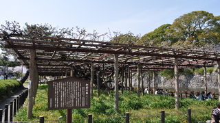 まだ早かったです