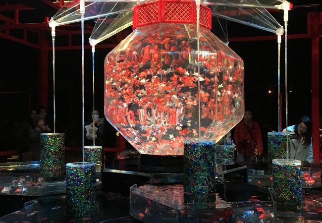 アートアクアリウム城 クチコミ アクセス 営業時間 二条 烏丸 河原町 フォートラベル