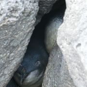 野生のペンギン