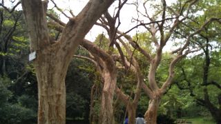 都会の中で樹木パワーをもらえる