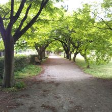 歩きたいカエデの並木道
