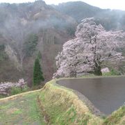 雨に霞む１本桜