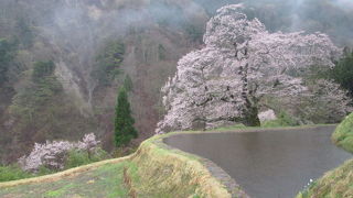 雨に霞む１本桜