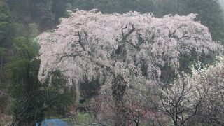 黒船桜