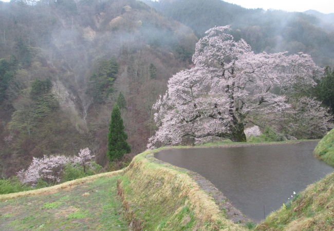 雨に霞む１本桜