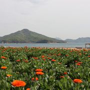 2018今年は開花が早い　キンセンカ