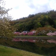 54号線対岸の八重桜が綺麗でした