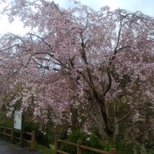 枝垂桜も咲いていました