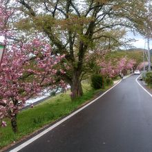 54号線対岸の桜並木です