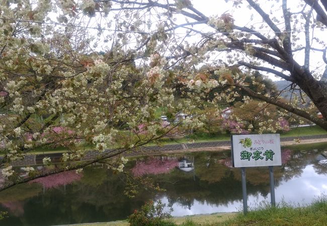 非常に珍しい桜御衣黄(ギョイコウ)