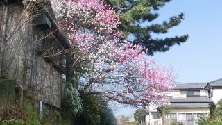 春うらら、満開の桜や柳並木を愛でて５０分