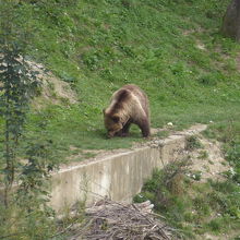 クマ園内のクマです