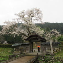 桜をバックにした唐門